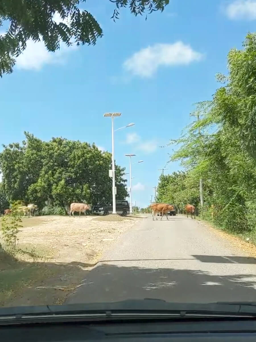 cows crossing the road seen while driving in antigua