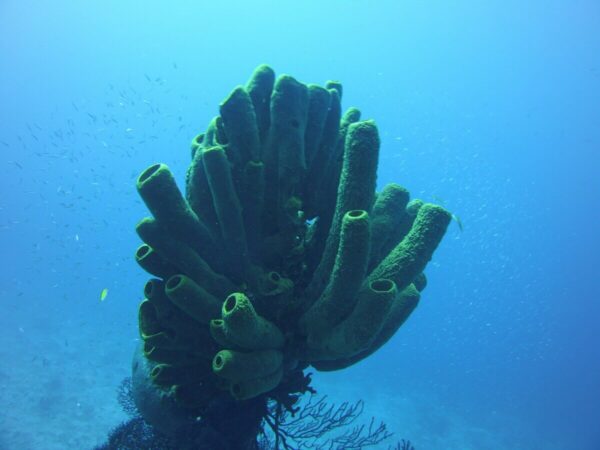 A vibrant green sponge thriving on the ocean floor, adding a burst of colour to Aruba's underwater world
