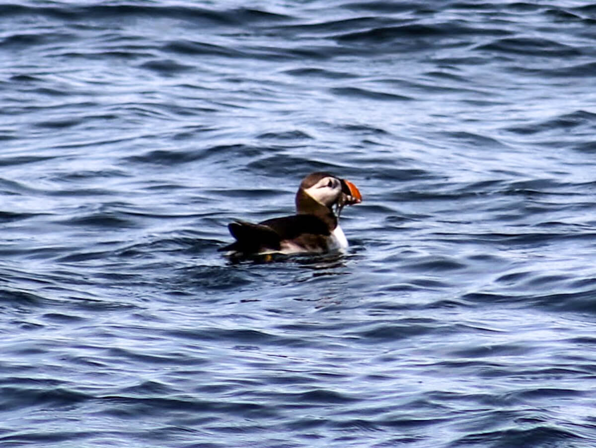 Atlantic Puffin swimming on top of the Witless Bay Ecological Reserve in Newfoundland, Canada